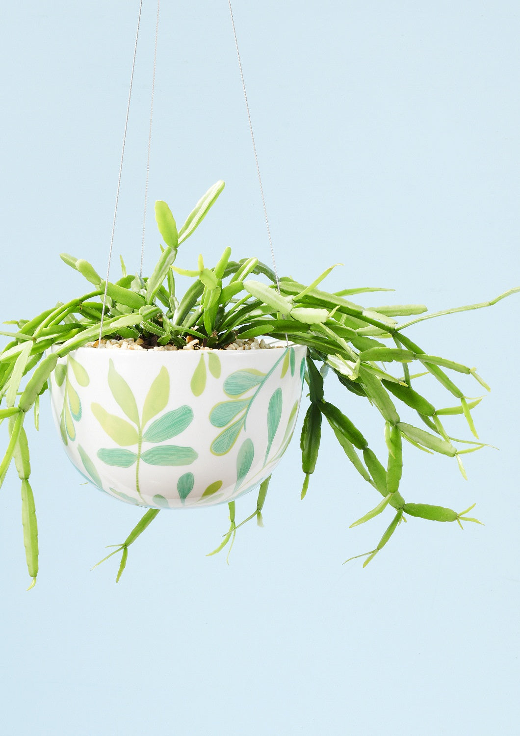 Behind The Trees - Angus &amp; Celeste - Decorative Hanging Planter - Zamia Palm - mother's day gift ideas 2025 - 2025's best mother's day gift guide - hanging planter under $100&nbsp;